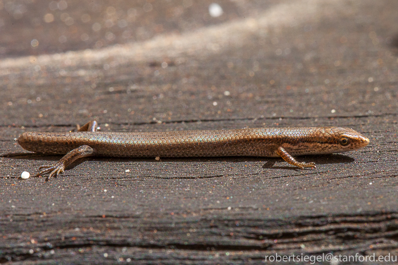 mini skink